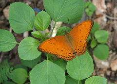 Cirrochroa tyche mithila