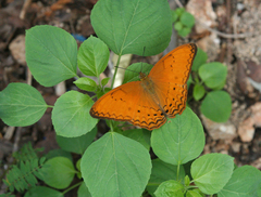 Cirrochroa tyche mithila