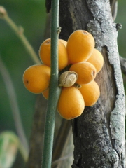 Pyrenacantha kaurabassana