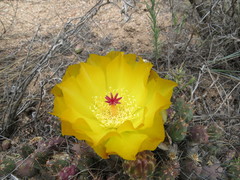 Maihueniopsis ovata
