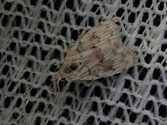Nola thyrophora