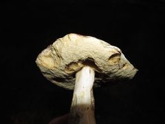 Leccinum percandidum