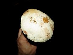 Leccinum percandidum