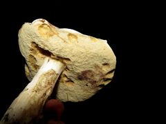 Leccinum percandidum