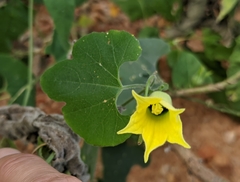 Schizocarpum palmeri