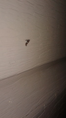 Caloptilia stigmatella