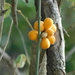Pyrenacantha kaurabassana - Photo (c) qgrobler,  זכויות יוצרים חלקיות (CC BY-NC), הועלה על ידי qgrobler