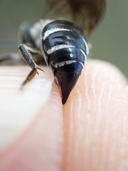 Coelioxys mandibularis