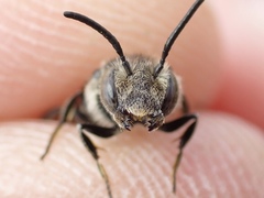 Coelioxys mandibularis