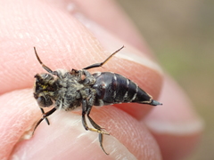 Coelioxys mandibularis
