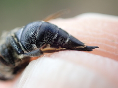 Coelioxys mandibularis