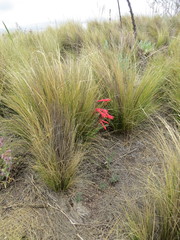 Zephyranthes graciliflora
