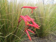 Zephyranthes graciliflora