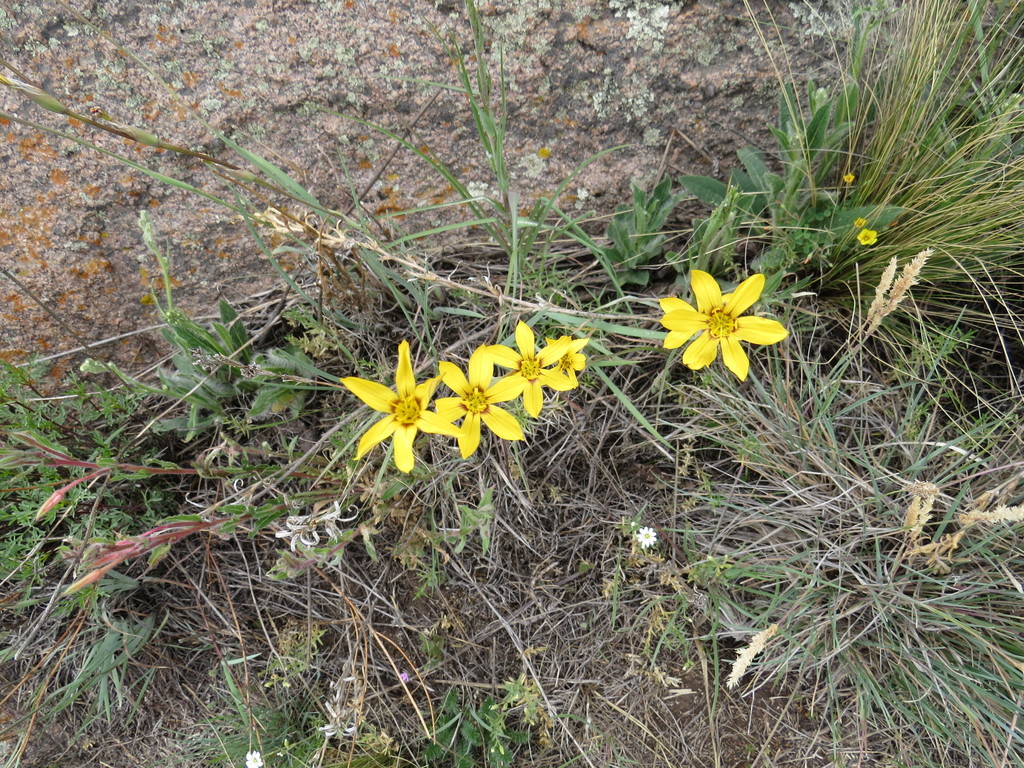 Sisyrinchium macrocarpum; photograph (c) Agustín Zarco, some rights reserved (CC BY)