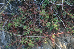 Mesembryanthemum paulum