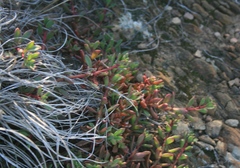 Mesembryanthemum paulum