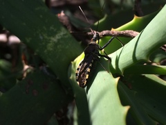 Rhynocoris erythrocnemis