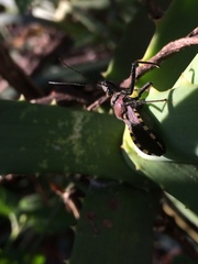 Rhynocoris erythrocnemis