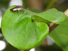 Idiella euidielloides