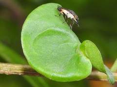 Idiella euidielloides