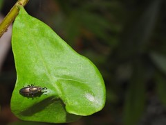 Idiella euidielloides