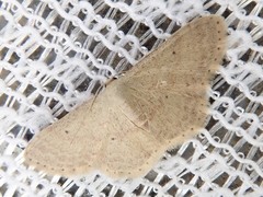 Idaea sakuraii