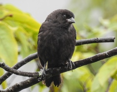 Molothrus rufoaxillaris