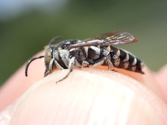 Coelioxys afer