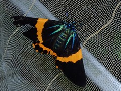 Milionia zonea pryeri