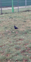 Corvus frugilegus