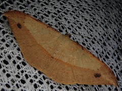 Pseudonadagara semicolor