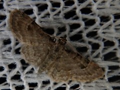 Bosara kadooriensis