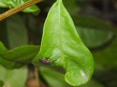 Idiella euidielloides