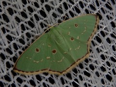 Comostola subtiliaria