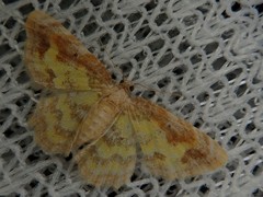 Acolutha pictaria shirozui