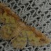Acolutha pictaria shirozui - Photo (c) も, alguns direitos reservados (CC BY-NC), uploaded by も