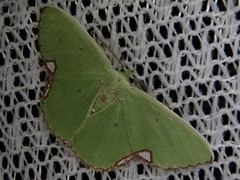 Comibaena procumbaria