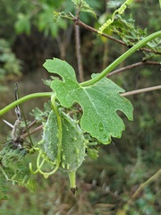 Luffa operculata