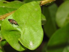 Idiella euidielloides