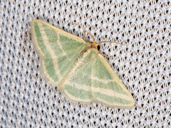 Mixocera frustratoria