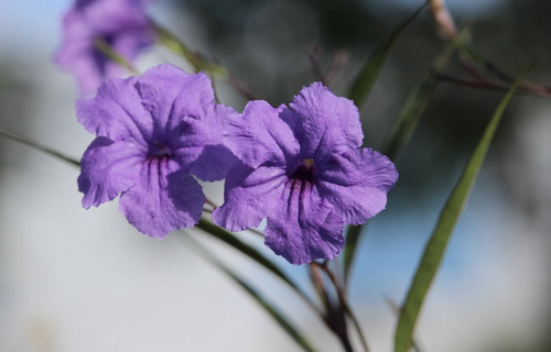 Ruellia simplex