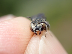 Coelioxys afer