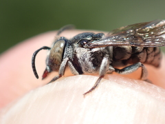 Coelioxys afer