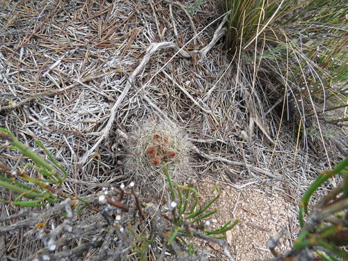 Eriosyce strausiana