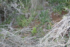 Carpobrotus mellei