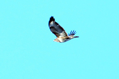 Buteo buteo