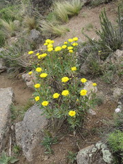 Grindelia chiloensis