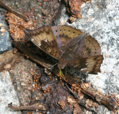 Euthalia aconthea garuda