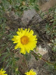 Grindelia chiloensis