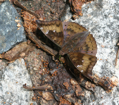 Euthalia aconthea garuda